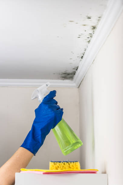 Professional Mold Remediation in Lake Arthur, LA